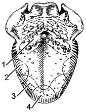 ICSE Solutions for Class 10 Biology - The Nervous System and Sense Organs 11