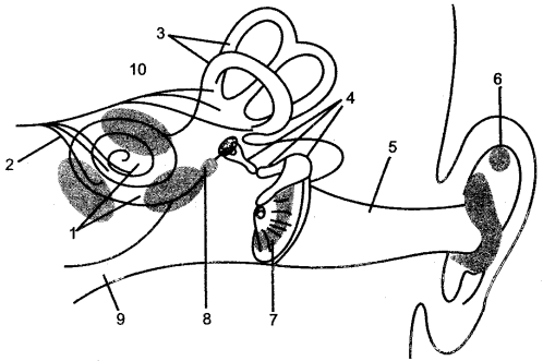 ICSE Solutions for Class 10 Biology - The Nervous System and Sense Organs 13