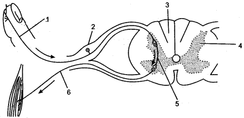 ICSE Solutions for Class 10 Biology - The Nervous System and Sense Organs 15