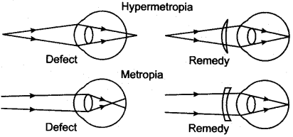 ICSE Solutions for Class 10 Biology - The Nervous System and Sense Organs 19