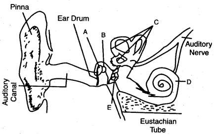 ICSE Solutions for Class 10 Biology - The Nervous System and Sense Organs 20