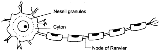 ICSE Solutions for Class 10 Biology - The Nervous System and Sense Organs 22