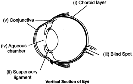 ICSE Solutions for Class 10 Biology - The Nervous System and Sense Organs 24