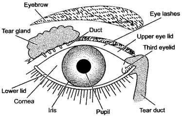 ICSE Solutions for Class 10 Biology - The Nervous System and Sense Organs 25