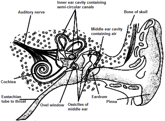 ICSE Solutions for Class 10 Biology - The Nervous System and Sense Organs 26