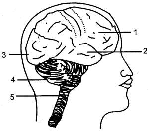 ICSE Solutions for Class 10 Biology - The Nervous System and Sense Organs 5