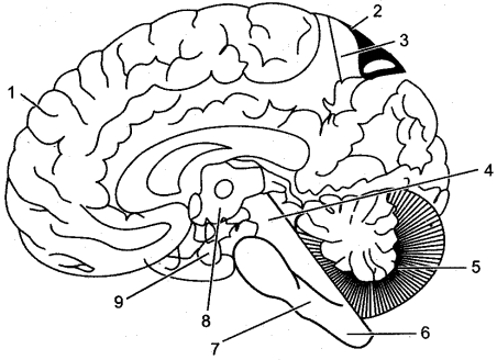 ICSE Solutions for Class 10 Biology - The Nervous System and Sense Organs 6