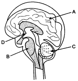 ICSE Solutions for Class 10 Biology - The Nervous System and Sense Organs 7