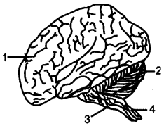 ICSE Solutions for Class 10 Biology - The Nervous System and Sense Organs 8