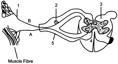 ICSE Solutions for Class 10 Biology - The Nervous System and Sense Organs 9