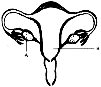 ICSE Solutions for Class 10 Biology - The Reproductive System 10