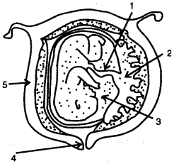 ICSE Solutions for Class 10 Biology - The Reproductive System 12