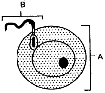 ICSE Solutions for Class 10 Biology - The Reproductive System 14