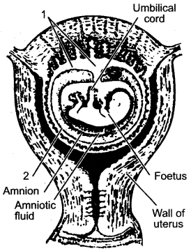 ICSE Solutions for Class 10 Biology - The Reproductive System 16