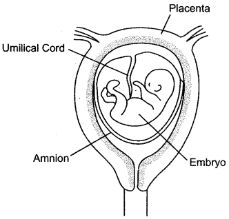 ICSE Solutions for Class 10 Biology - The Reproductive System 17