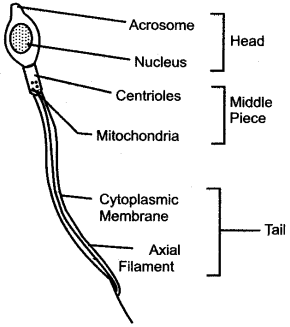 ICSE Solutions for Class 10 Biology - The Reproductive System 18