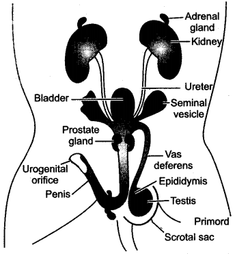 ICSE Solutions for Class 10 Biology - The Reproductive System 19