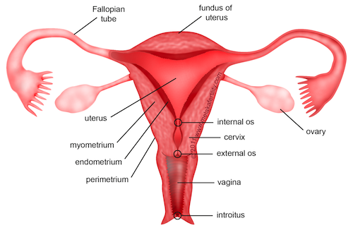 ICSE Solutions for Class 10 Biology - The Reproductive System 21