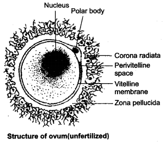 ICSE Solutions for Class 10 Biology - The Reproductive System 22