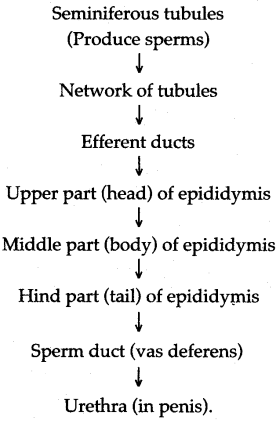 ICSE Solutions for Class 10 Biology - The Reproductive System 3