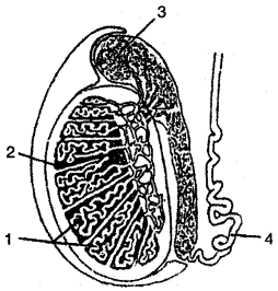 ICSE Solutions for Class 10 Biology - The Reproductive System 4