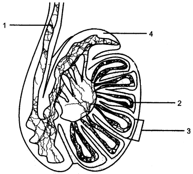 ICSE Solutions for Class 10 Biology - The Reproductive System 5