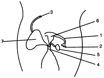 ICSE Solutions for Class 10 Biology - The Reproductive System 6