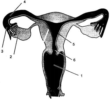 ICSE Solutions for Class 10 Biology - The Reproductive System 7