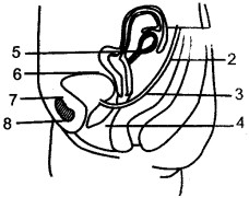 ICSE Solutions for Class 10 Biology - The Reproductive System 8