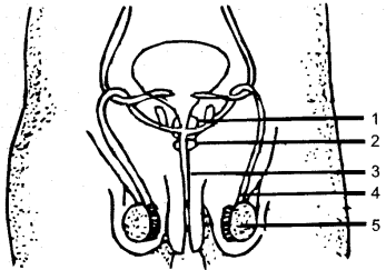 ICSE Solutions for Class 10 Biology - The Reproductive System 9