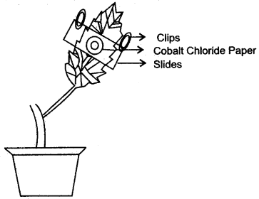 ICSE Solutions for Class 10 Biology - Transpiration 10