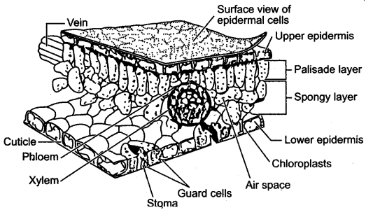 ICSE Solutions for Class 10 Biology - Transpiration 14