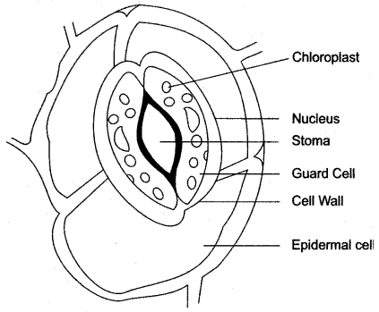 ICSE Solutions for Class 10 Biology - Transpiration 15