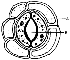 ICSE Solutions for Class 10 Biology - Transpiration 4