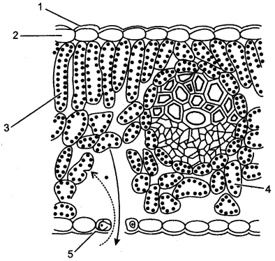 ICSE Solutions for Class 10 Biology - Transpiration 5