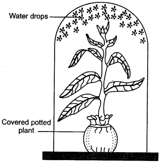 ICSE Solutions for Class 10 Biology - Transpiration 7