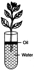 ICSE Solutions for Class 10 Biology - Transpiration 9