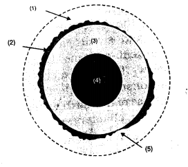 ICSE Solutions for Class 9 Geography Chapter 4 Earth’s Structure 1