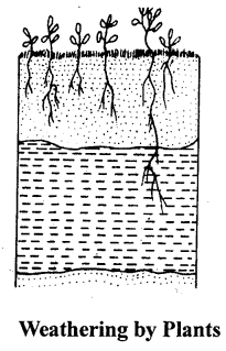 ICSE Solutions for Class 9 Geography Chapter 9 Weathering 5