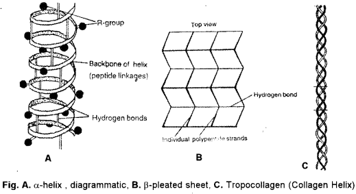 ISC Biotechnology Question Paper 2011 Solved for Class 12 2