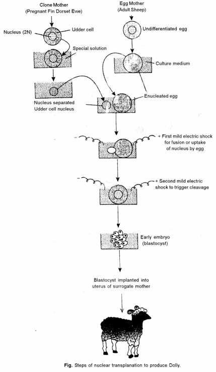 ISC Biotechnology Question Paper 2011 Solved for Class 12 4