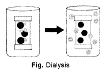 ISC Biotechnology Question Paper 2012 Solved for Class 12 3