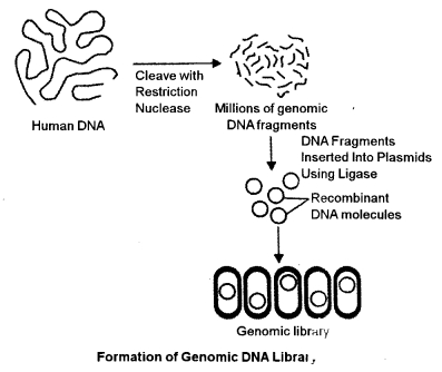 ISC Biotechnology Question Paper 2012 Solved for Class 12 4