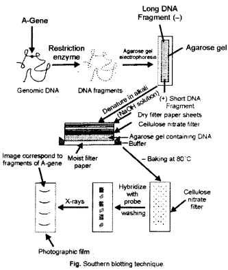 ISC Biotechnology Question Paper 2012 Solved for Class 12 5