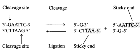 ISC Biotechnology Question Paper 2012 Solved for Class 12 6