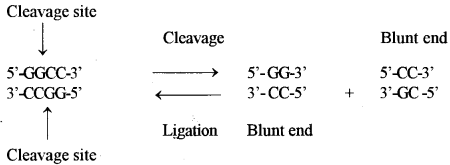 ISC Biotechnology Question Paper 2012 Solved for Class 12 7