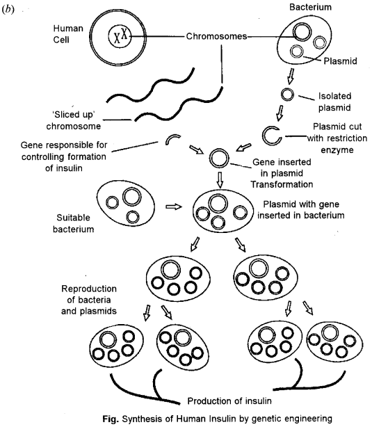 ISC Biotechnology Question Paper 2013 Solved for Class 12 3