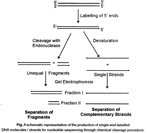 ISC Biotechnology Question Paper 2014 Solved for Class 12 1