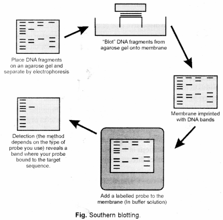 ISC Biotechnology Question Paper 2014 Solved for Class 12 3