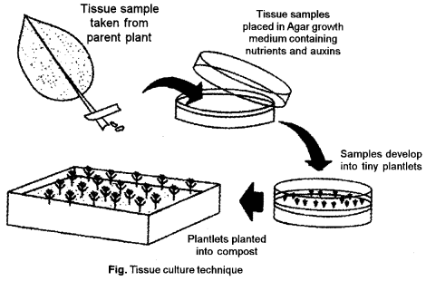 ISC Biotechnology Question Paper 2014 Solved for Class 12 4